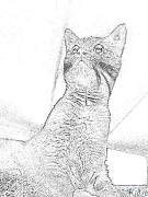 chat Coloriages À Imprimer